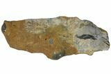 Fossil Mud Lobster (Thalassina) - Australia #109297-1